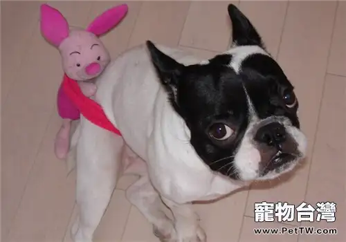 法國鬥牛犬的形態特徵(1圖)-寵物台灣