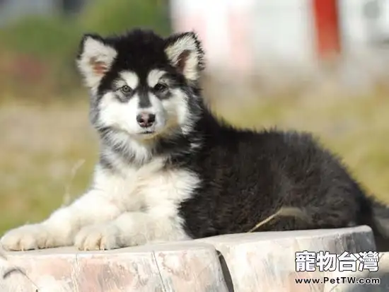 阿拉斯加幼犬戒奶的注意事項