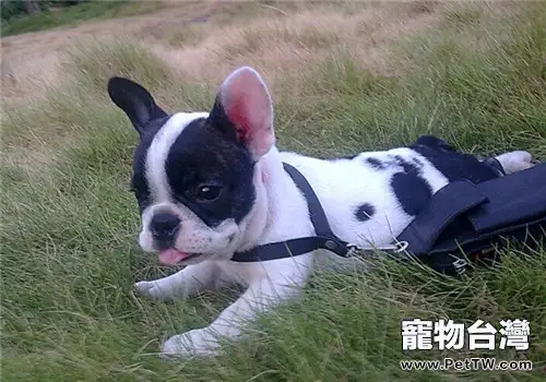 法國鬥牛犬的性格特點（1圖）-寵物台灣