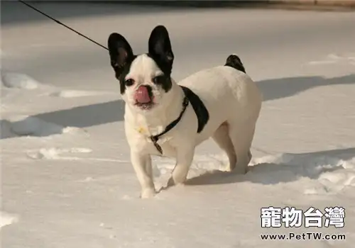 法國鬥牛犬的養護知識(1圖)-寵物台灣