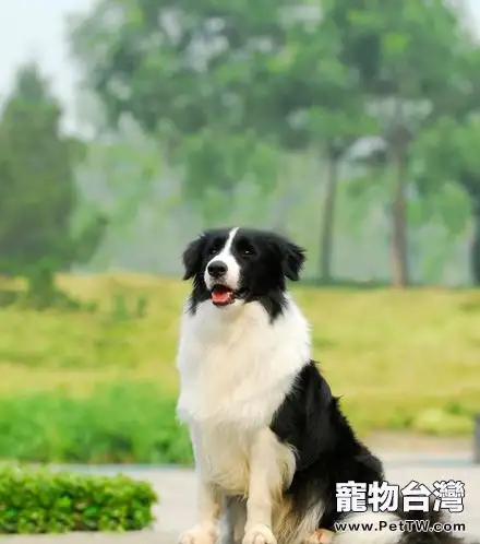 怎麼訓練邊境牧羊犬有好的飲食習慣