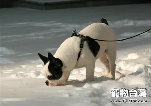 法國鬥牛犬的餵食要點(1圖)-寵物台灣