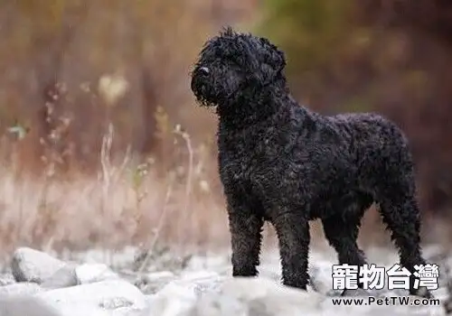 法蘭德斯畜牧犬的品種簡介