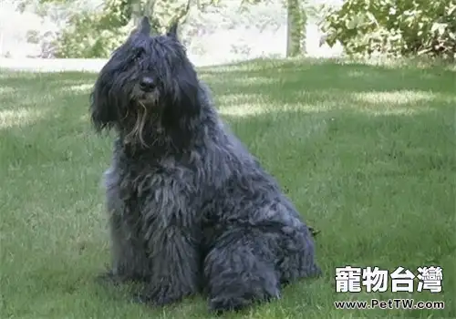 法蘭德斯畜牧犬的性格特點(1圖)-寵物台灣