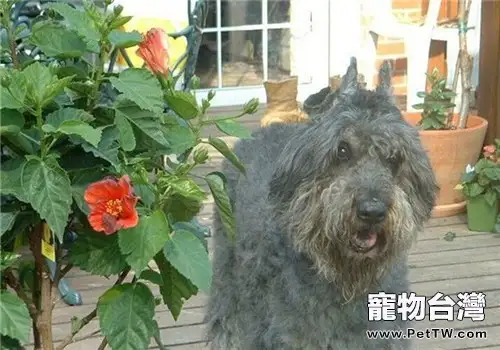 法蘭德斯畜牧犬的養護知識