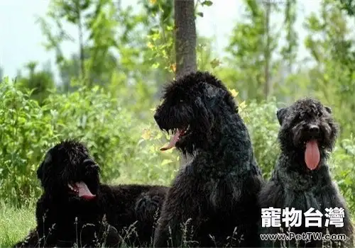 法蘭德斯畜牧犬的餵食要點