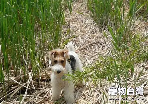 剛毛獵狐梗的品種簡介(1圖)-寵物台灣