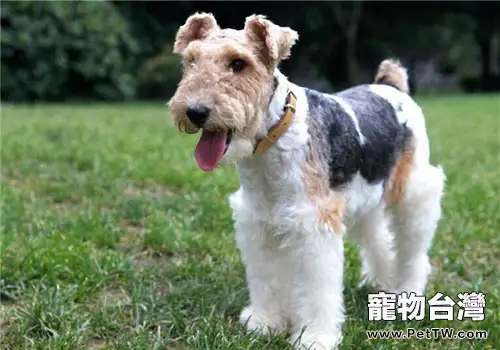 剛毛獵狐梗的性格特點