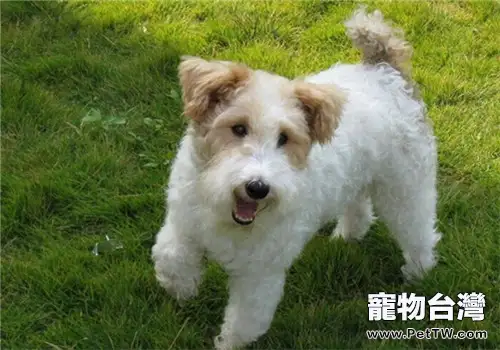 剛毛獵狐梗的養護知識(1圖)-寵物台灣