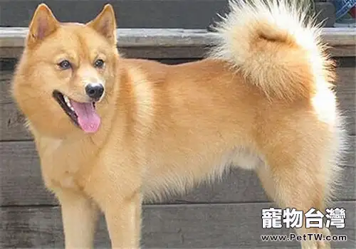 芬蘭獵犬的品種簡介（1圖）-寵物台灣