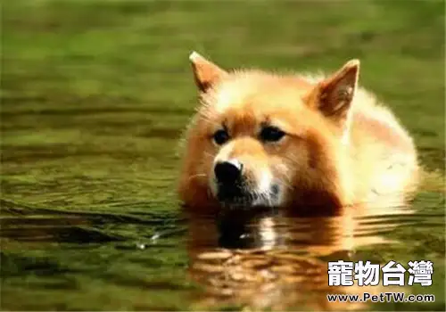芬蘭獵犬的形態特徵(1圖)-寵物台灣