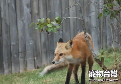 芬蘭獵犬的性格特點