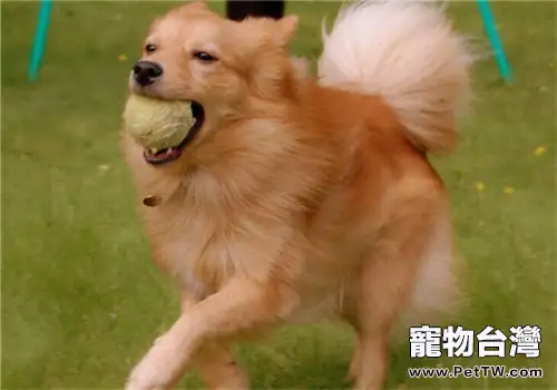 芬蘭獵犬的養護知識