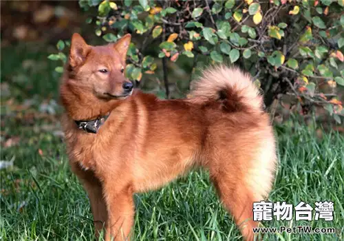 芬蘭獵犬的餵食要點(1圖)-寵物台灣