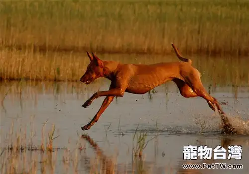 法老王獵犬的性格特點