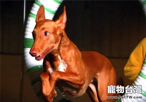 法老王獵犬的選食要點（1圖）-寵物台灣