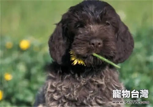 剛毛指示格裡芬犬的品種簡介