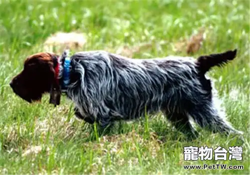 剛毛指示格裡芬犬的餵食要點(1圖)-寵物台灣