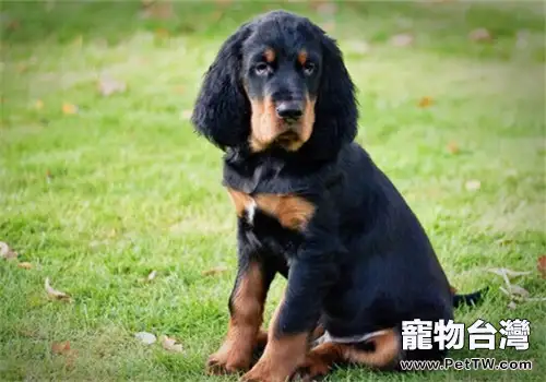 哥頓雪達犬的品種簡介(1圖)-寵物台灣
