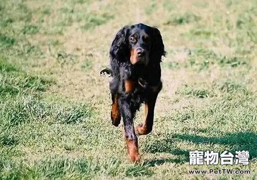 哥頓雪達犬的形態特徵