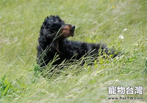 哥頓雪達犬的養護知識