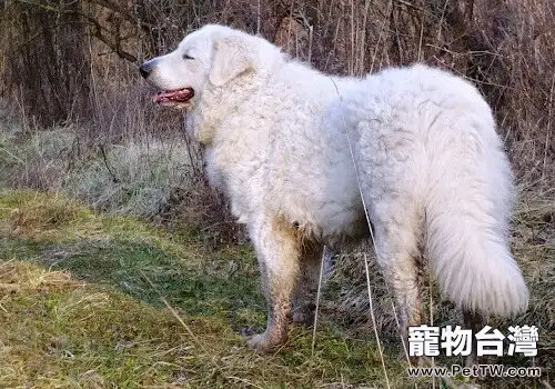 哥威斯犬的品種簡介(1圖)-寵物台灣