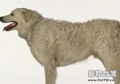 哥威斯犬的形態特徵