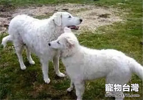 哥威斯犬的性格特點(1圖)-寵物台灣