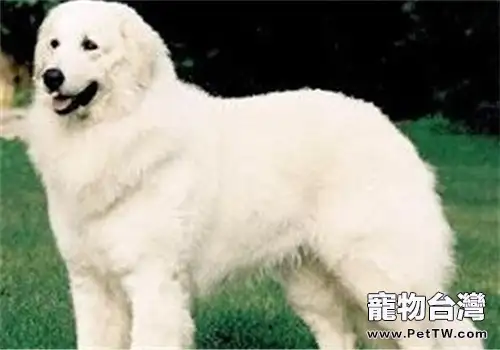 哥威斯犬的養護知識(1圖)-寵物台灣