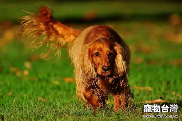 英國可卡犬性格特點(1圖)-寵物台灣