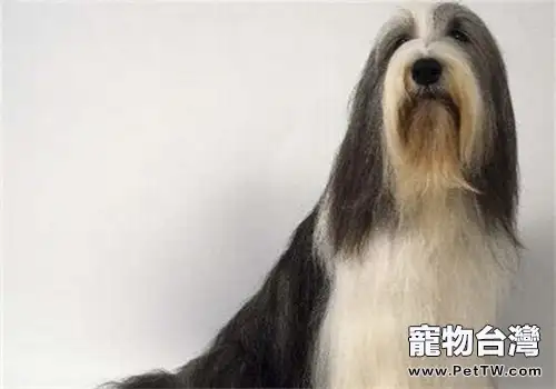 古代長鬚牧羊犬的養護知識