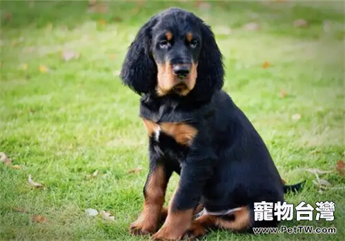 哥頓雪達犬的餵食要點(1圖)-寵物台灣