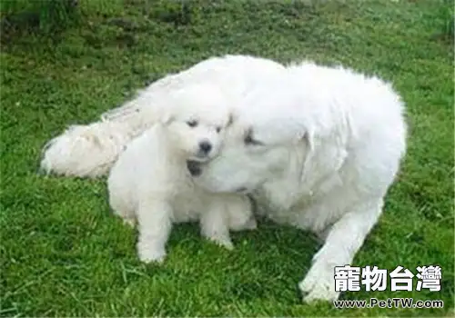 哥威斯犬的狗糧選擇(1圖)-寵物台灣