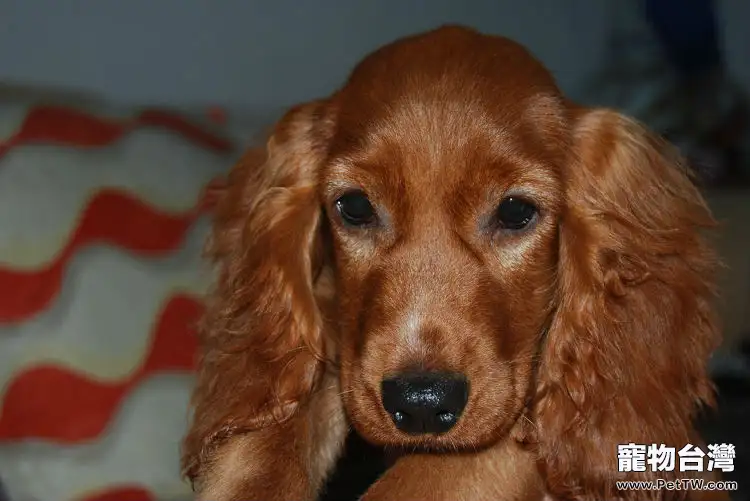 英國可卡犬養護知識(1圖)-寵物台灣