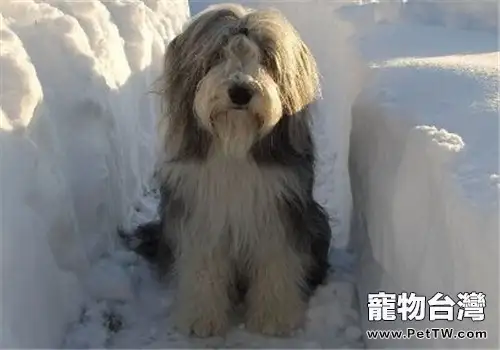 如何給古代長鬚牧羊犬挑選零食