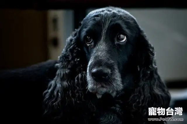 英國可卡犬餵食要點(1圖)-寵物台灣