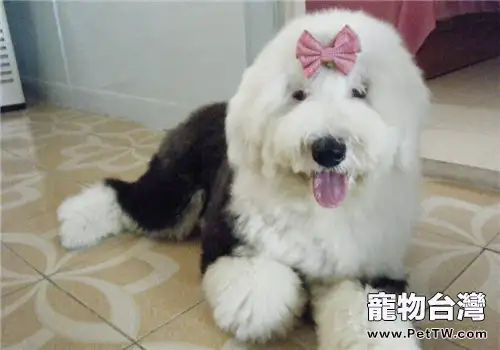 英國古代牧羊犬的品種簡介(1圖)-寵物台灣