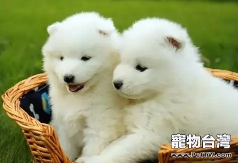 薩摩耶犬的形態特徵