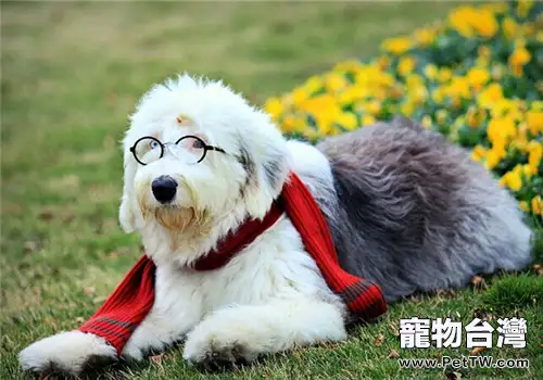 英國古代牧羊犬的形態特徵(1圖)-寵物台灣