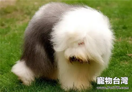 英國古代牧羊犬的餵食要點(1圖)-寵物台灣