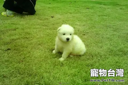 薩摩耶犬的養護知識