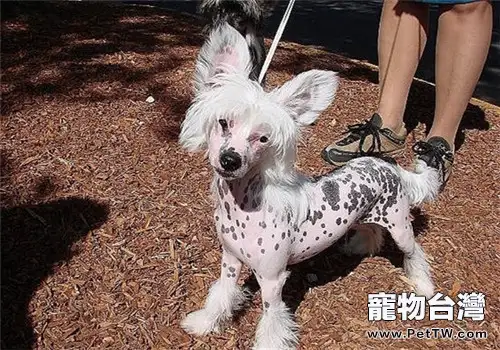 中國冠毛犬的形態特徵