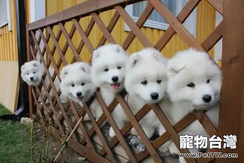 薩摩耶犬的餵食要點