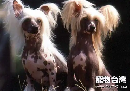 中國冠毛犬的性格特點
