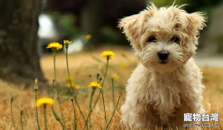 泰迪犬的性格特點(1圖)-寵物台灣