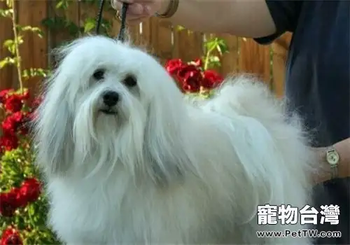 哈威那犬的品種簡介(1圖)-寵物台灣