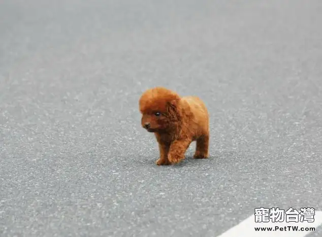 泰迪犬的養護知識