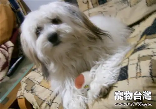 哈威那犬的形態特徵(1圖)-寵物台灣