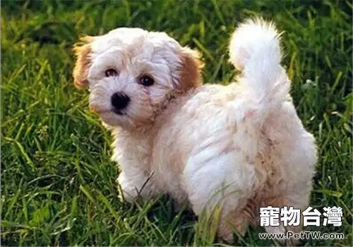哈威那犬的養護知識(1圖)-寵物台灣