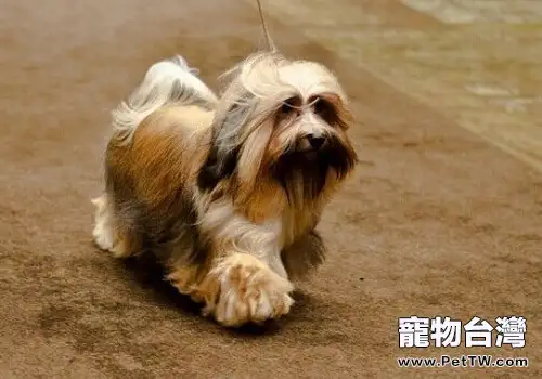 哈威那犬的性格特點（1圖）-寵物台灣